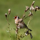 Distelfink / Stieglitz( Carduelis carduelis )