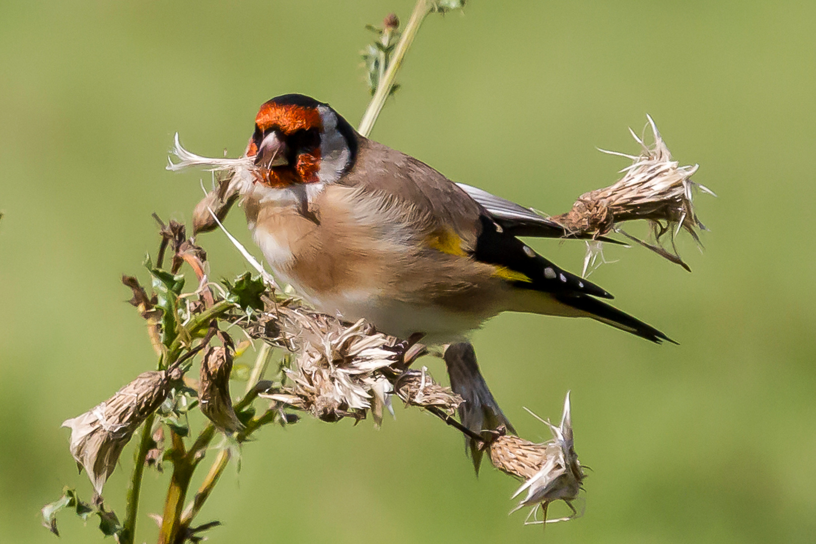 Distelfink / Stieglitz( Carduelis carduelis )