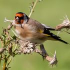 Distelfink / Stieglitz( Carduelis carduelis )