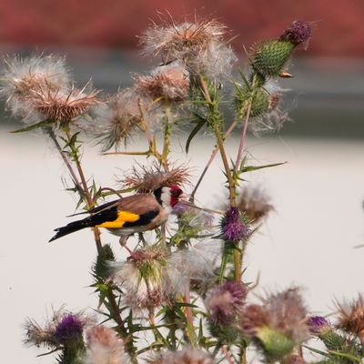 Distelfink - Stieglitz