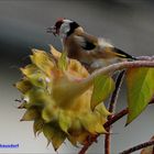 Distelfink und Sonnenblume 