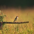 Distelfink - Vogel des Jahres 2016