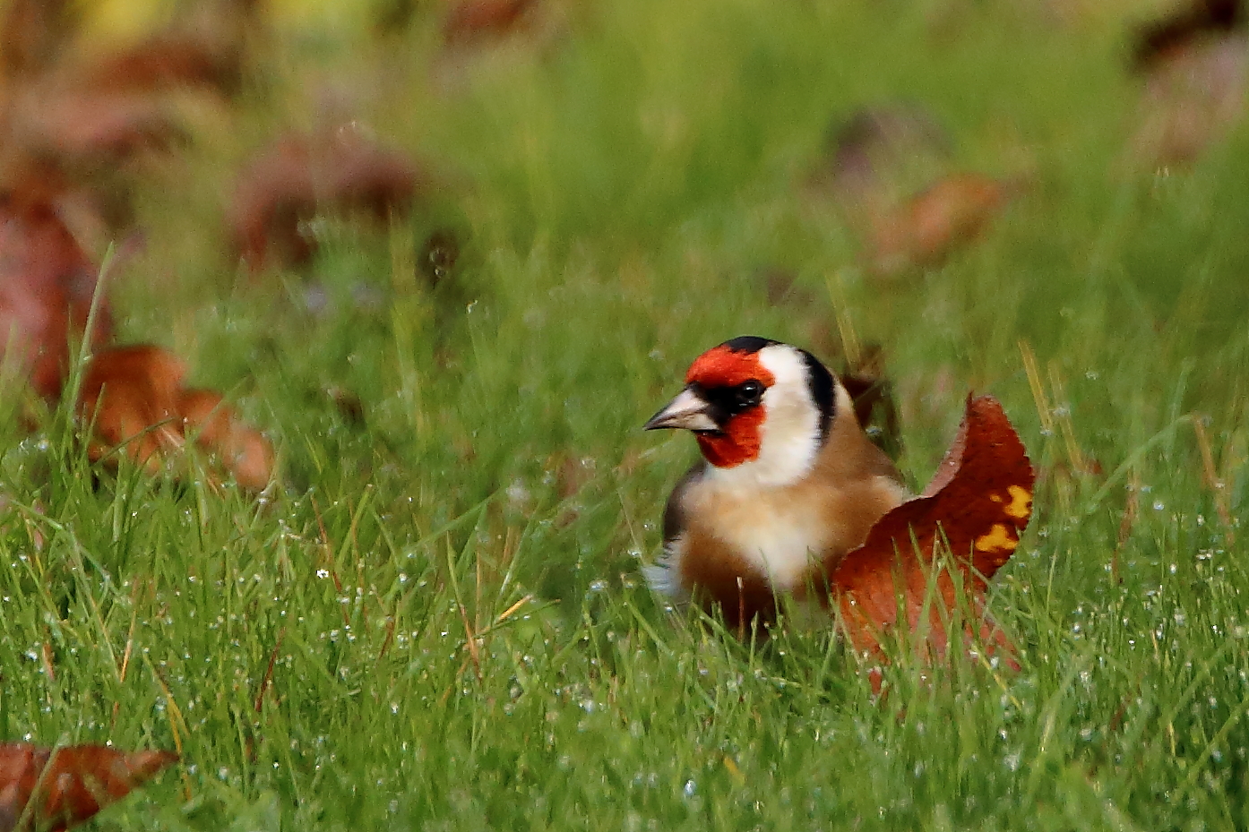 Distelfinkbesuch