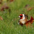 Distelfinkbesuch