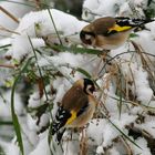 Distelfinke im ersten Schnee