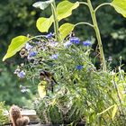 Distelfinken auf dem Balkon