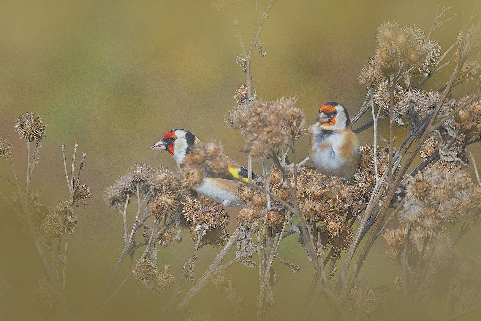 Distelfinken bzw. Stieglitze (Carduelis carduelis)