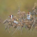 Distelfinken bzw. Stieglitze (Carduelis carduelis)