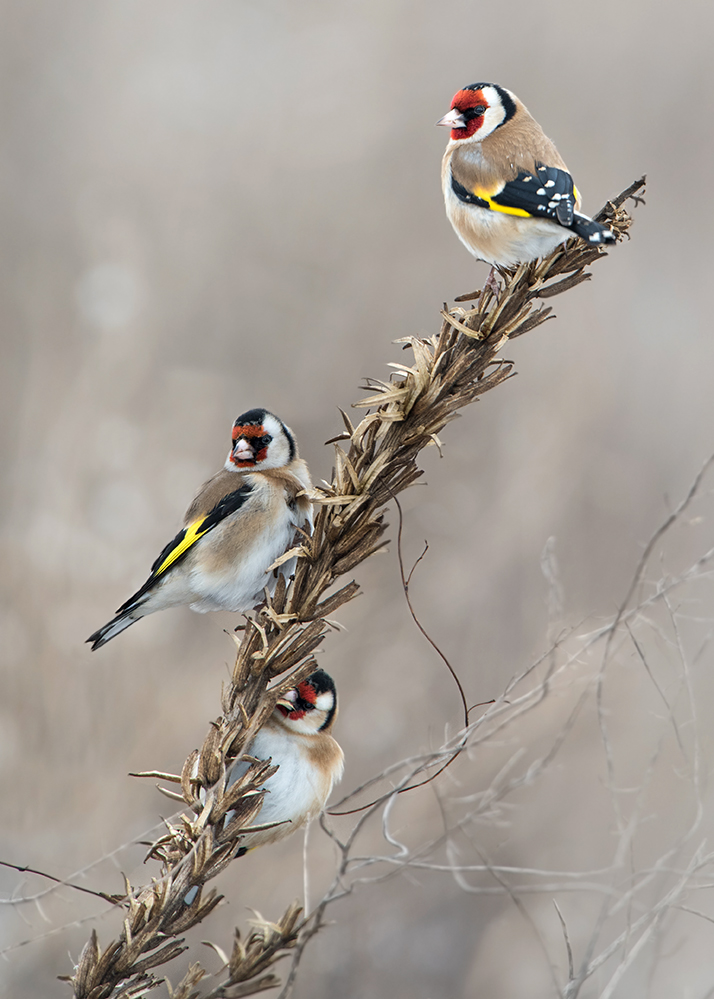 Distelfinken (Carduelis carduels)