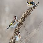 Distelfinken (Carduelis carduels)