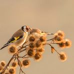 Distelfinken im ersten Sonnenlicht