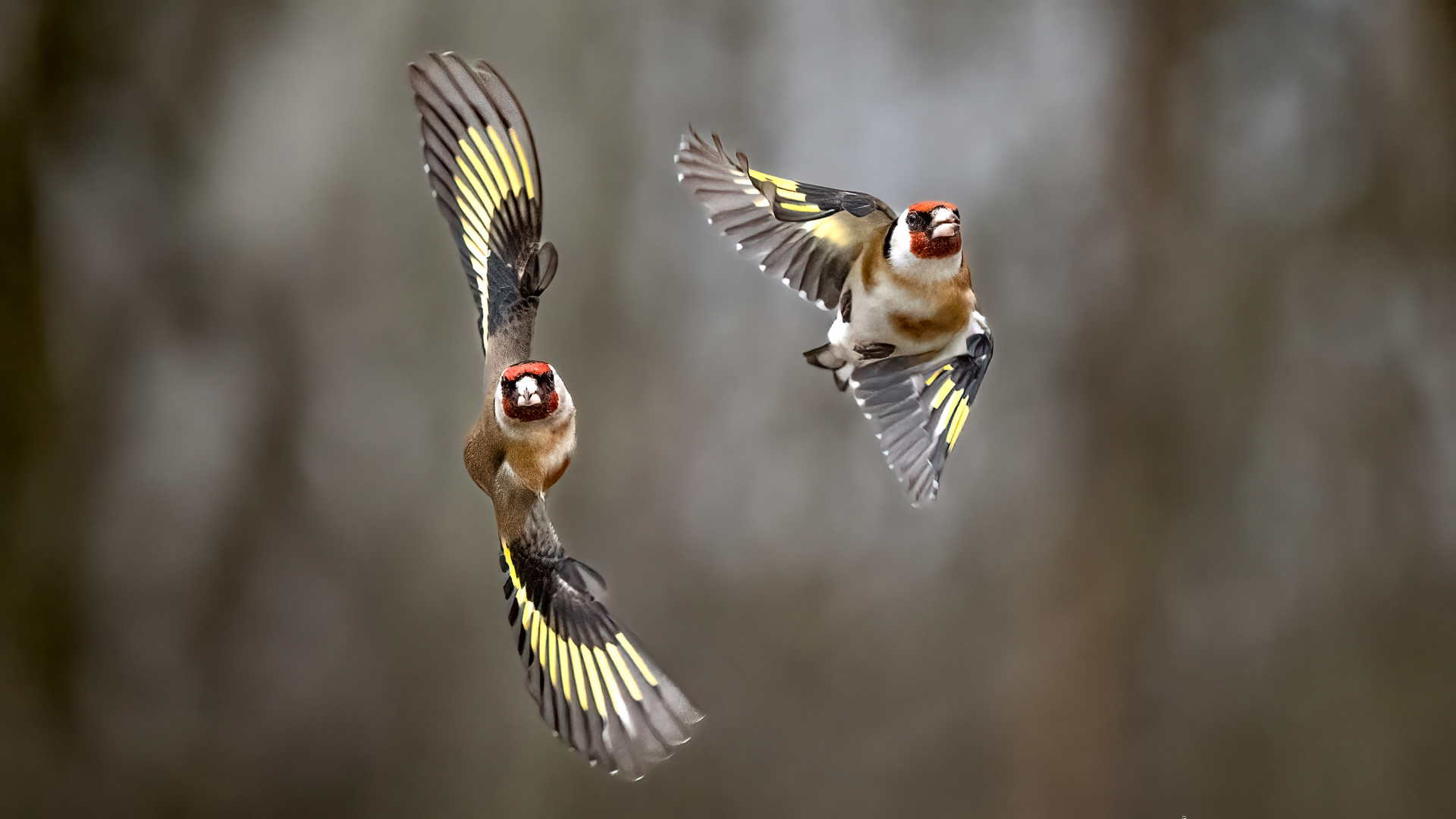 Distelfinken im Flug