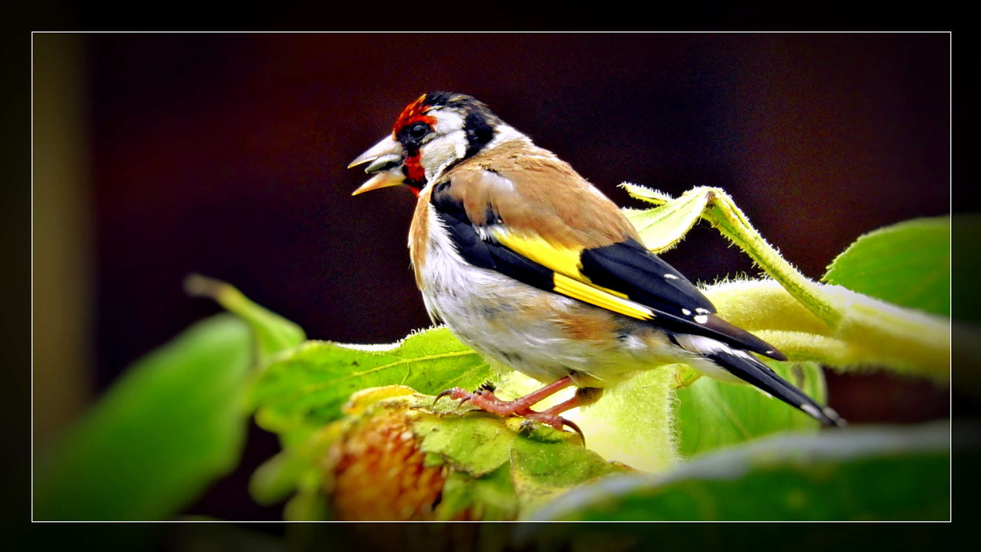 Distelfinkenmahlzeit