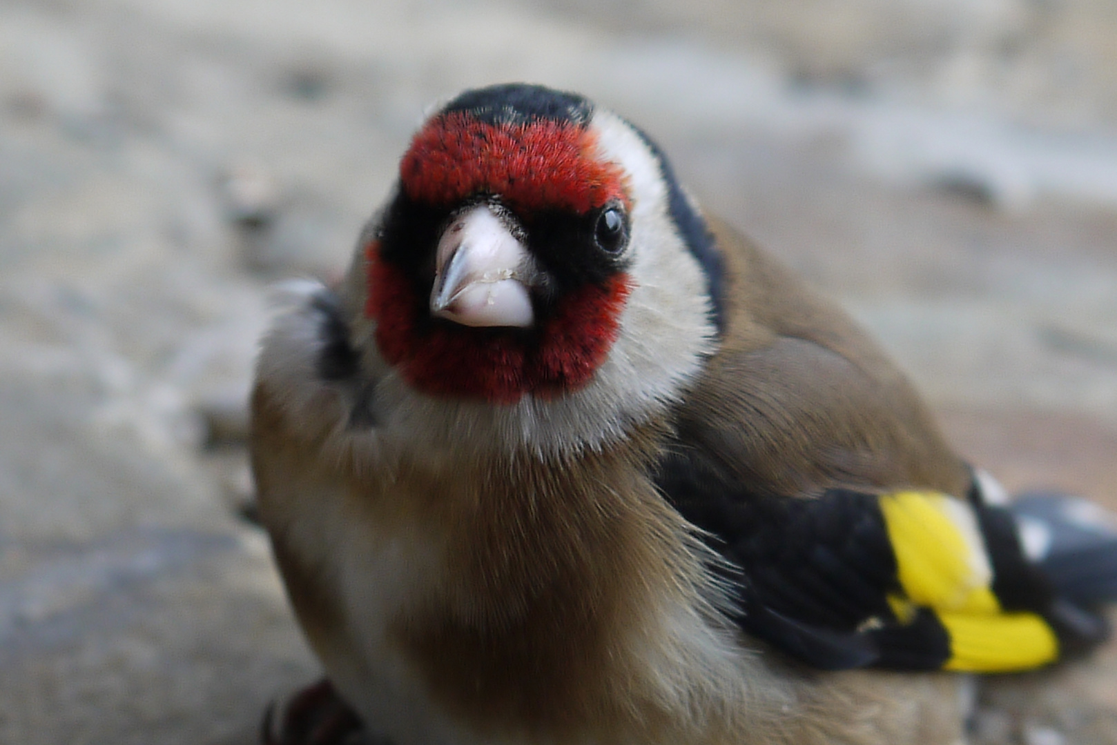 Distelfinkportrait