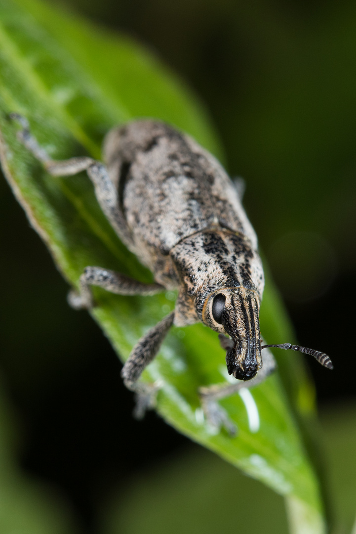 Distelgallenrüssler (Cleonis pigra)