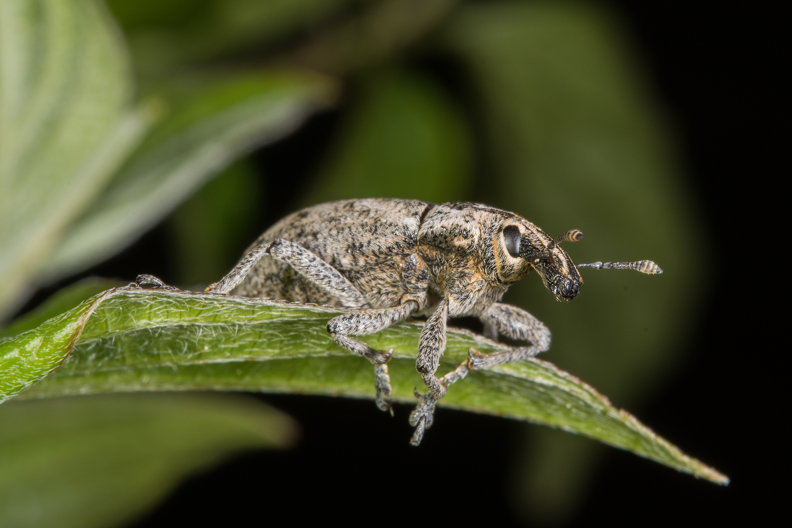 Distelgallenrüssler (Cleonis pigra)