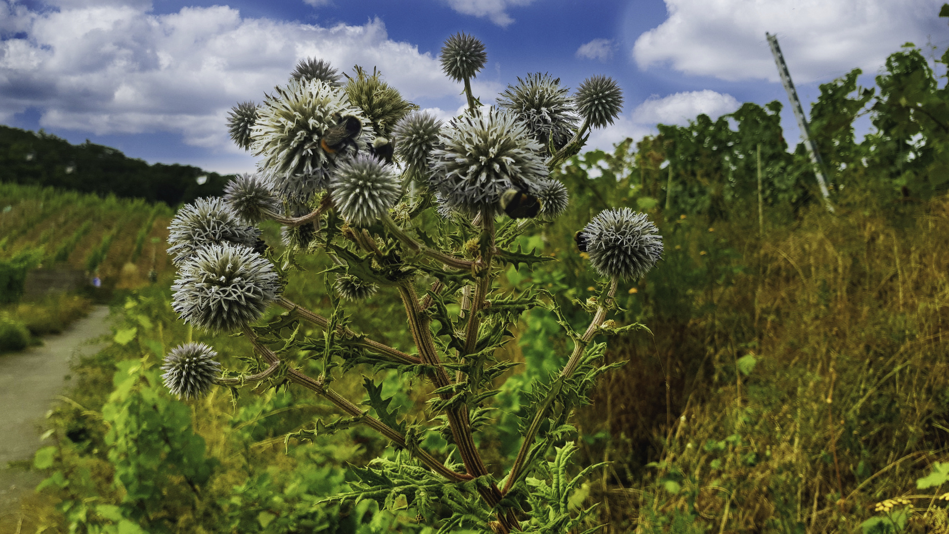 Distel_Hummel