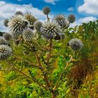 Distel_Hummel