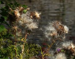 Disteln am Neckar...