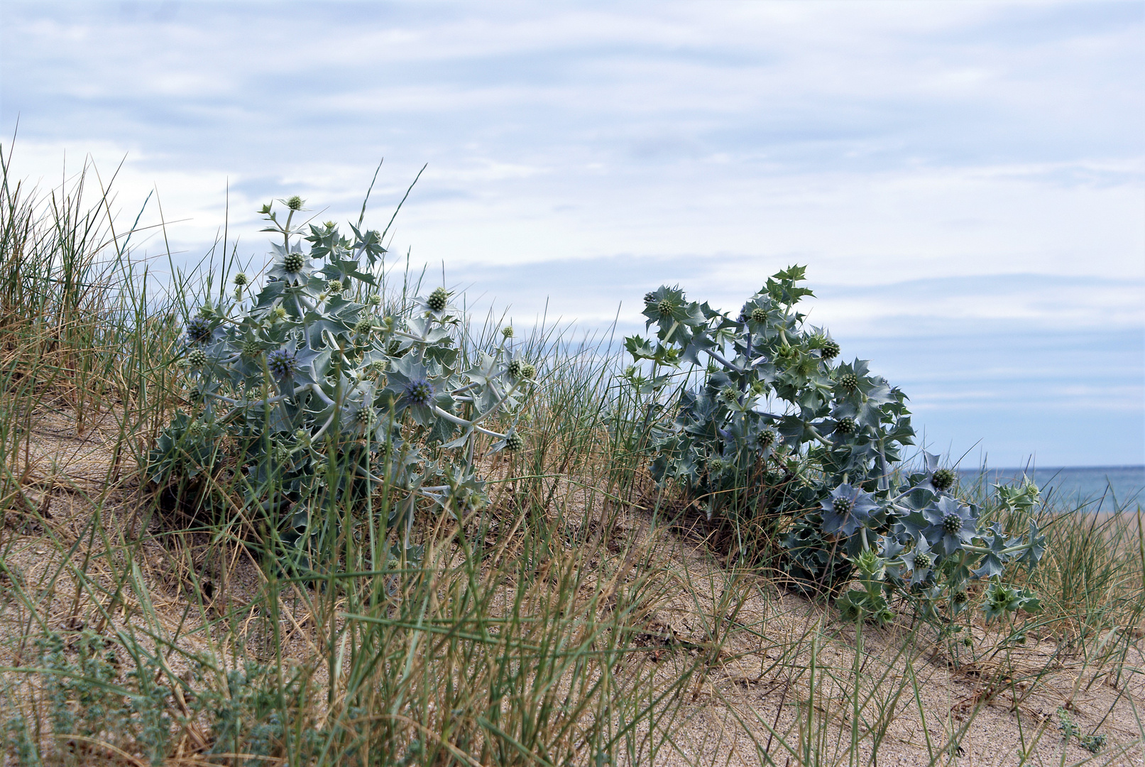 Disteln am Strand