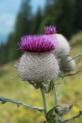 Disteln am Wegesrand