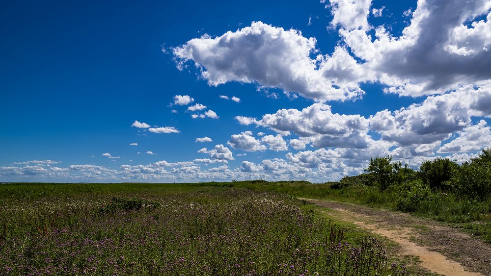 Disteln am Wegesrand