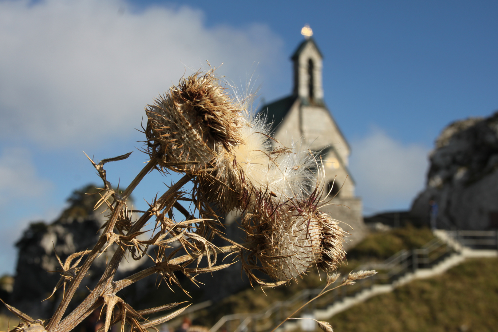 Disteln am Wendelstein