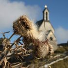 Disteln am Wendelstein