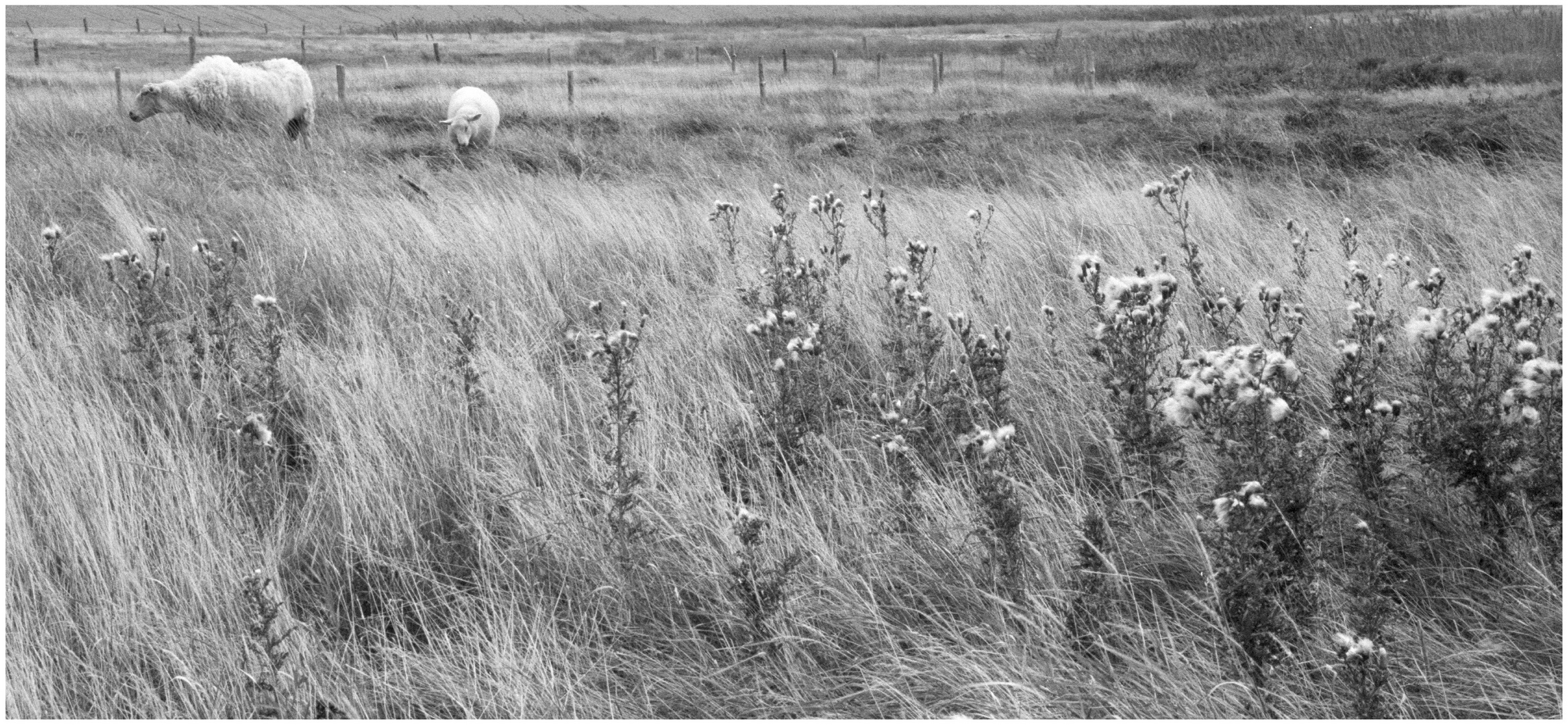 Disteln auf Amrum