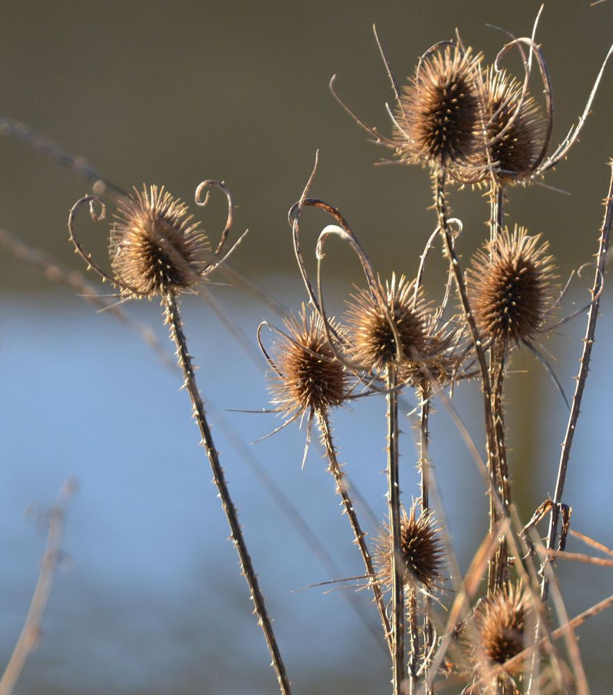 Disteln, der Winter ist vorbei !