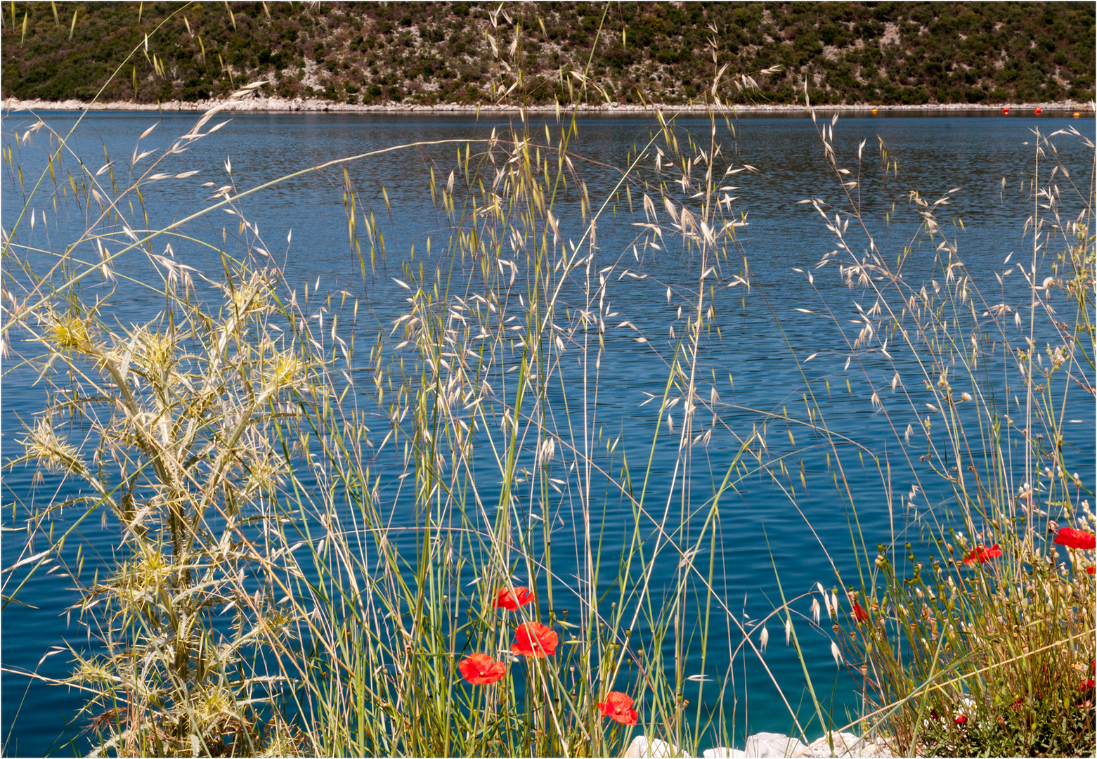 Disteln, Gräser, Mohn und Wasser