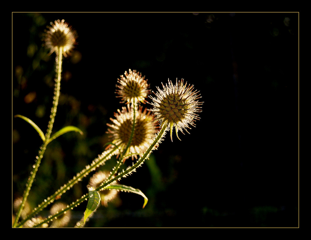 ...Disteln im Abendlicht