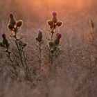 Disteln im Abendrot