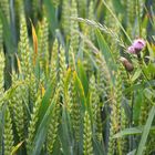 Disteln im Feld