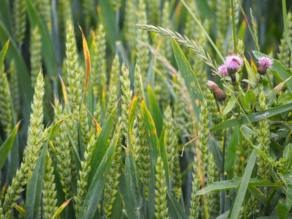 Disteln im Feld