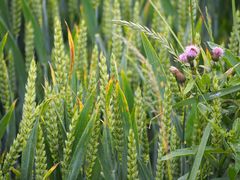 Disteln im Feld