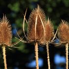 Disteln im Garten vom Gutshof-Kaiserbacher-Mühle