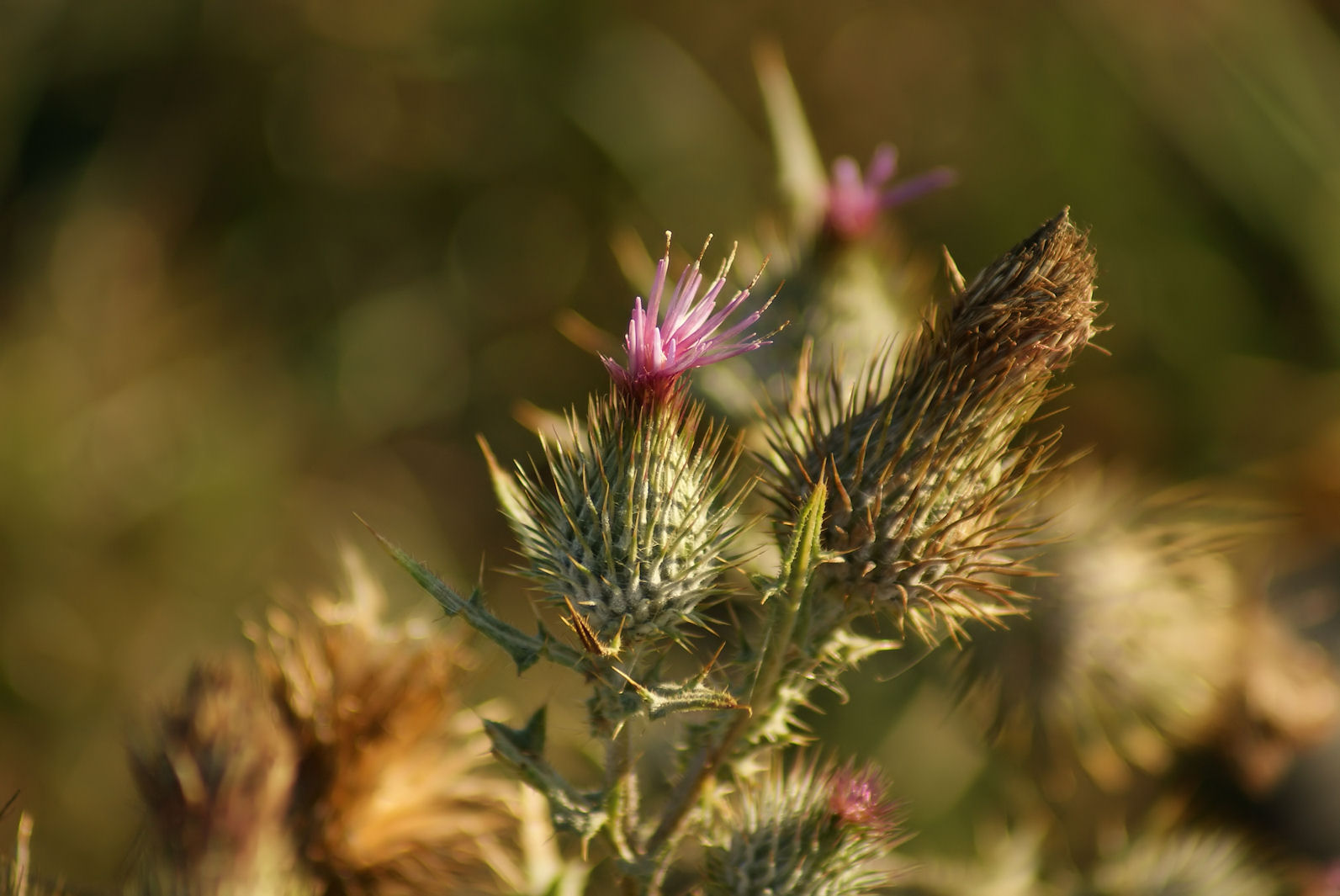 Disteln im Herbst