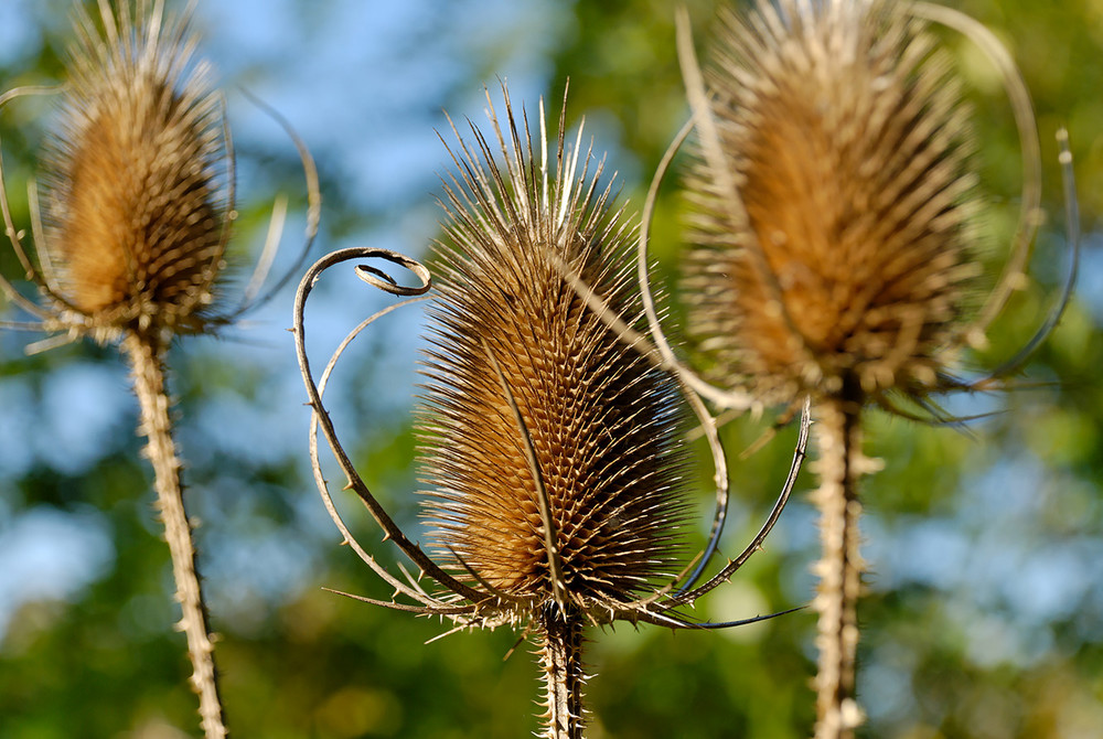 Disteln im Herbst