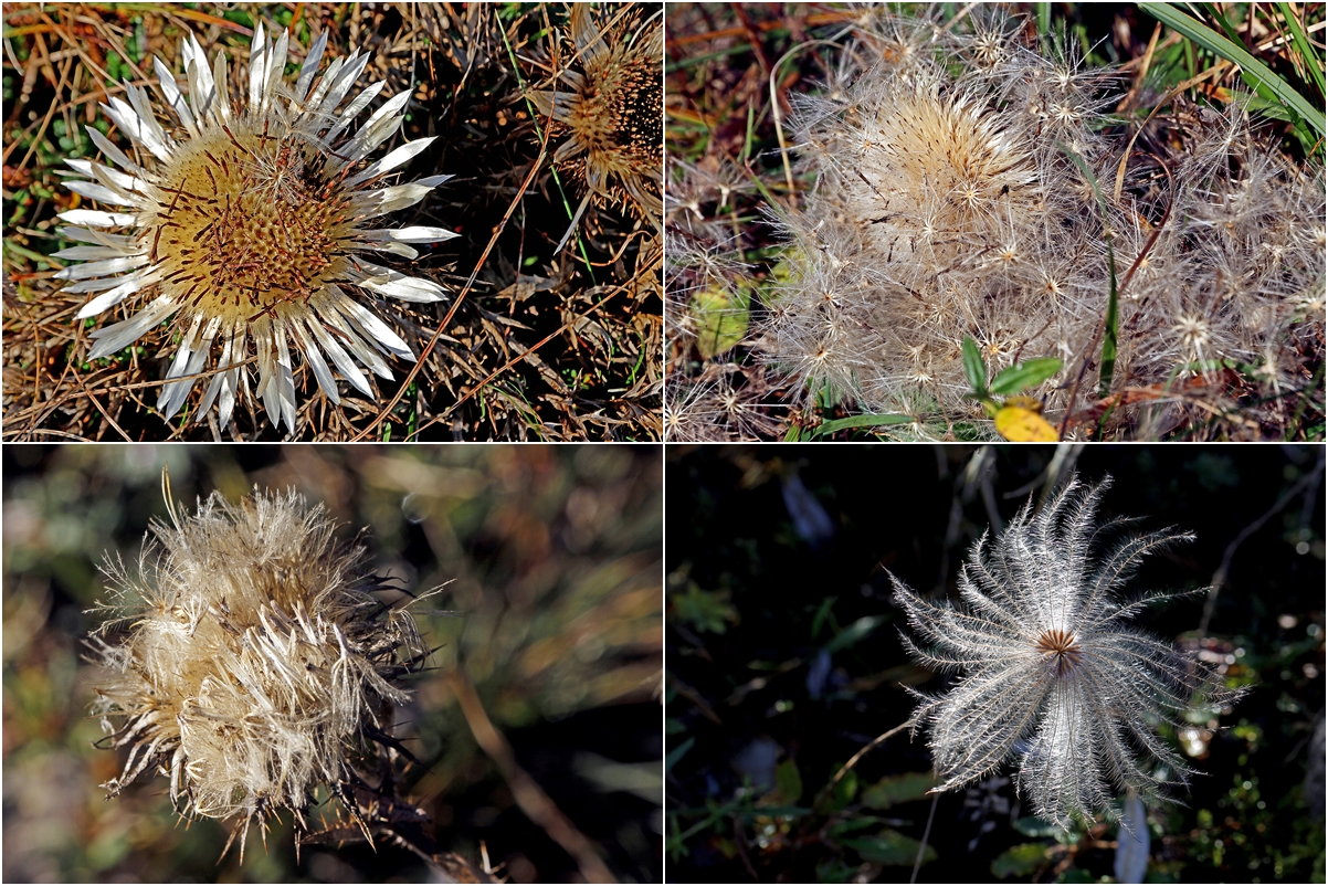 Disteln im Herbst bevor der Schnee sie bedeckt