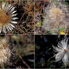 Disteln im Herbst bevor der Schnee sie bedeckt