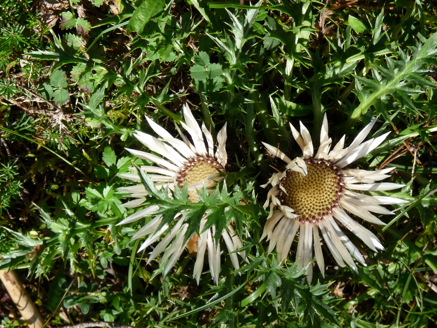 Disteln im Herbst