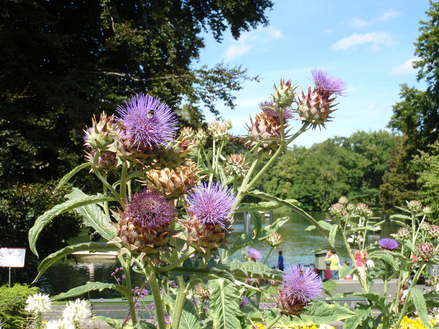 Disteln im Park