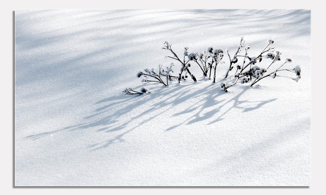 Disteln im Schnee