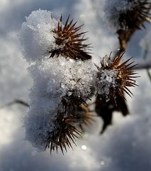 Disteln im Schnee