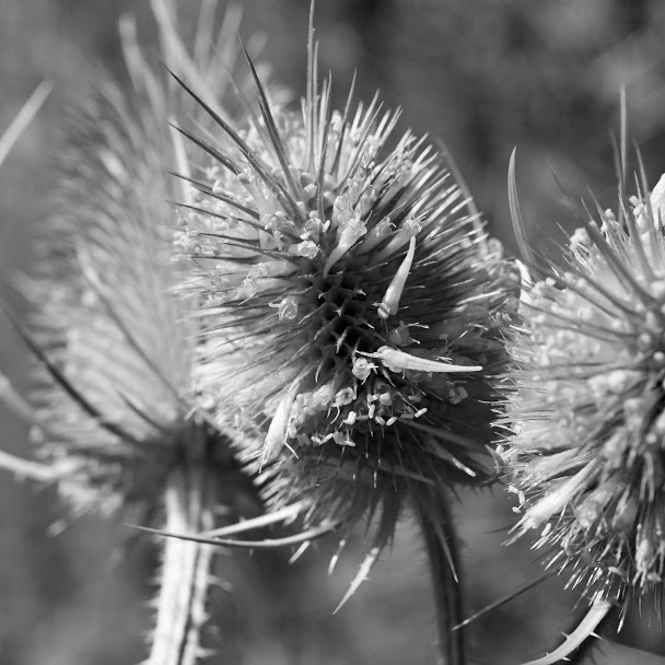 Disteln im Sonnenlicht