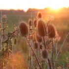 Disteln im Sonnenuntergang