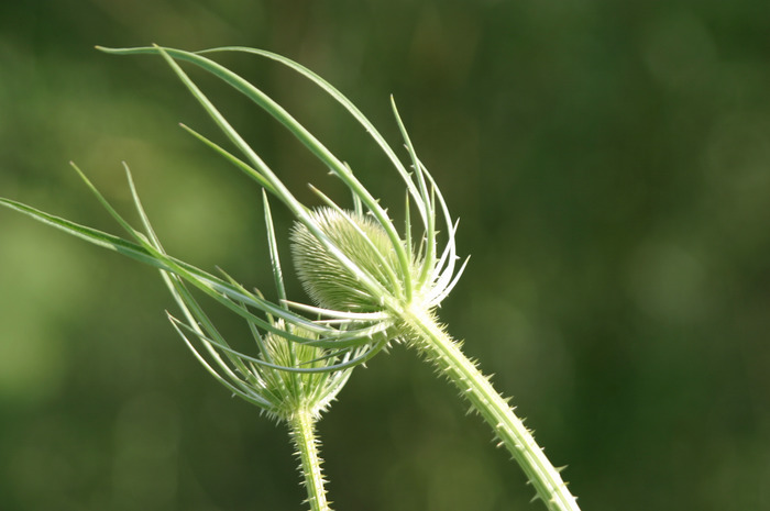 Disteln im Wind