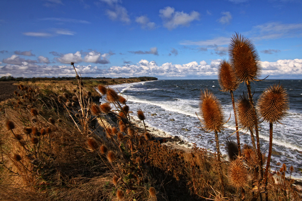 Disteln im Wind