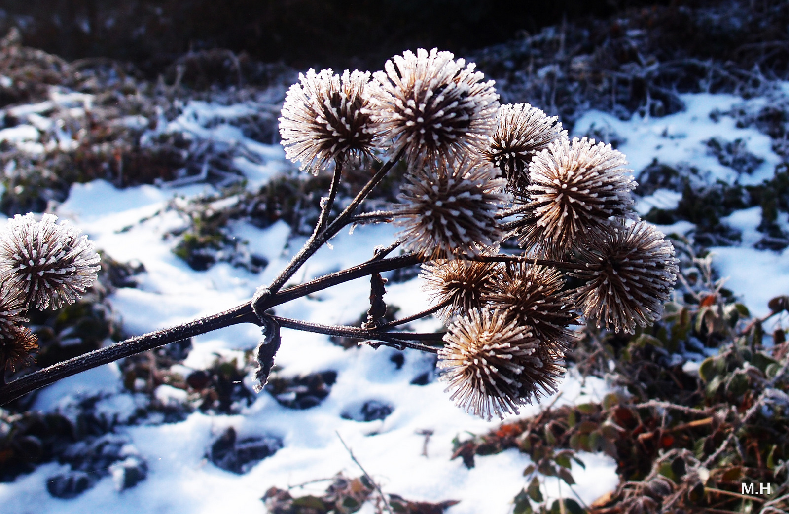 Disteln im Winter...